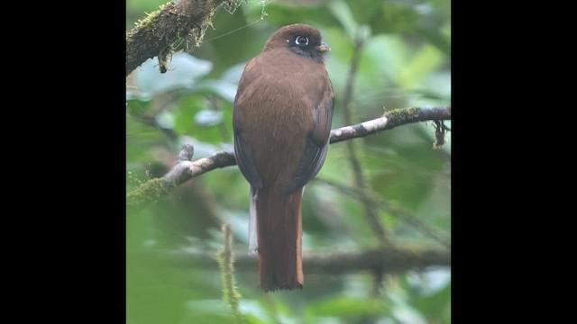 Collared Trogon (Orange-bellied) - ML640539124