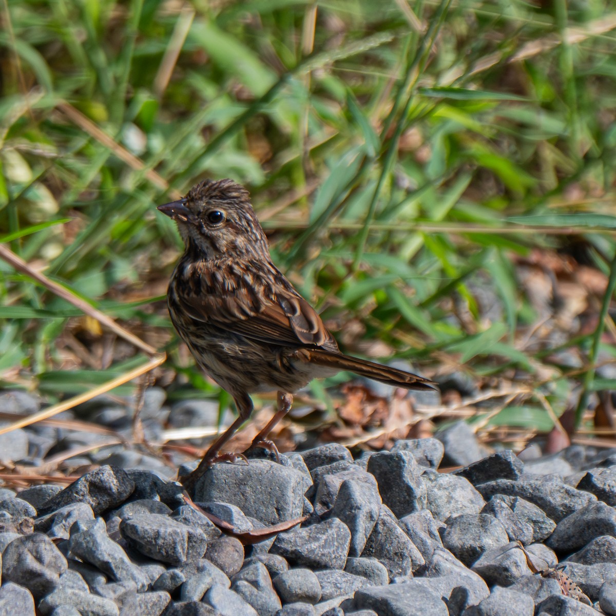 Song Sparrow (melodia/atlantica) - ML640539138