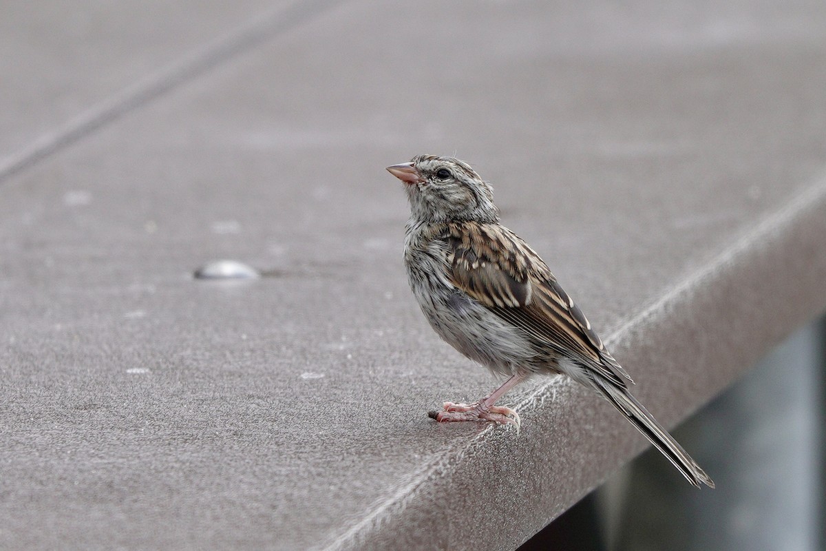 Chipping Sparrow - ML640539185