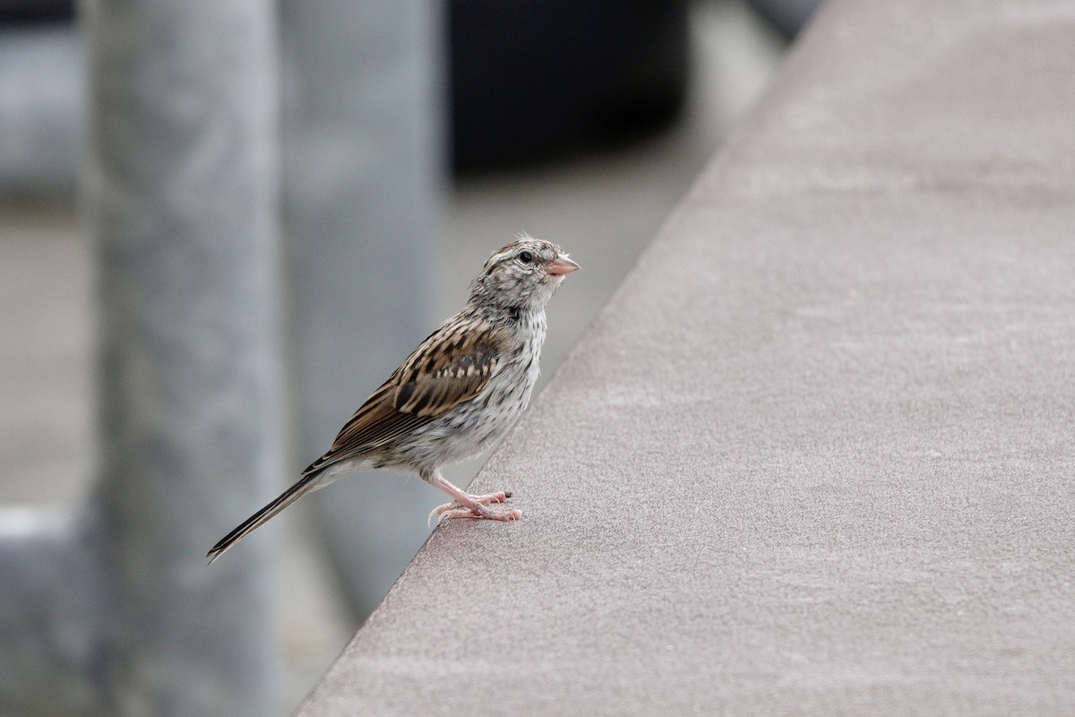 Chipping Sparrow - ML640539186