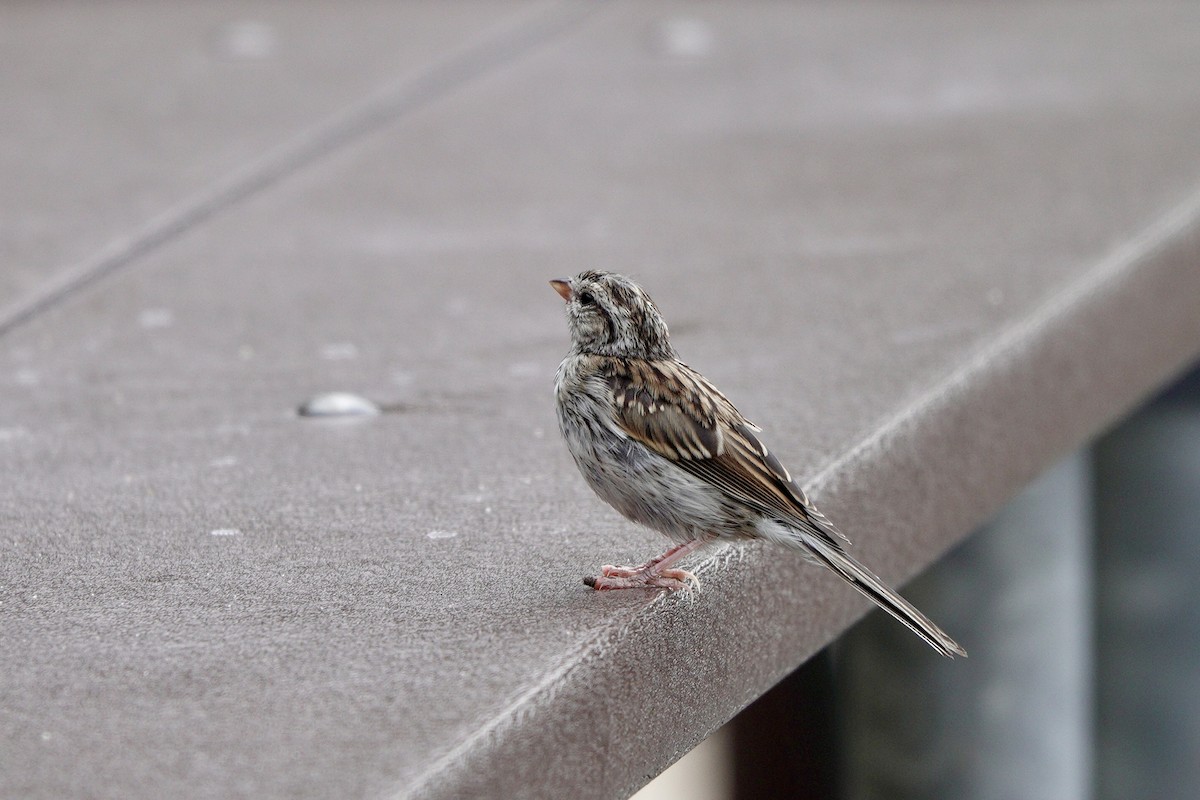 Chipping Sparrow - ML640539187