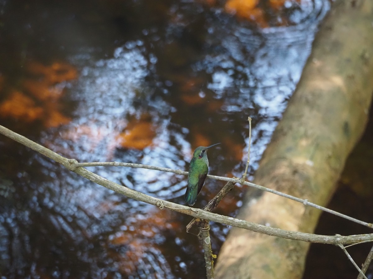 White-vented Violetear - ML640539200