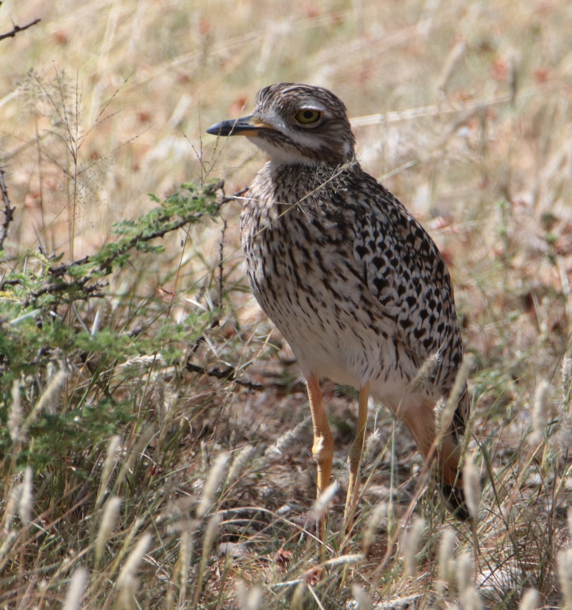 Spotted Thick-knee - ML640539205