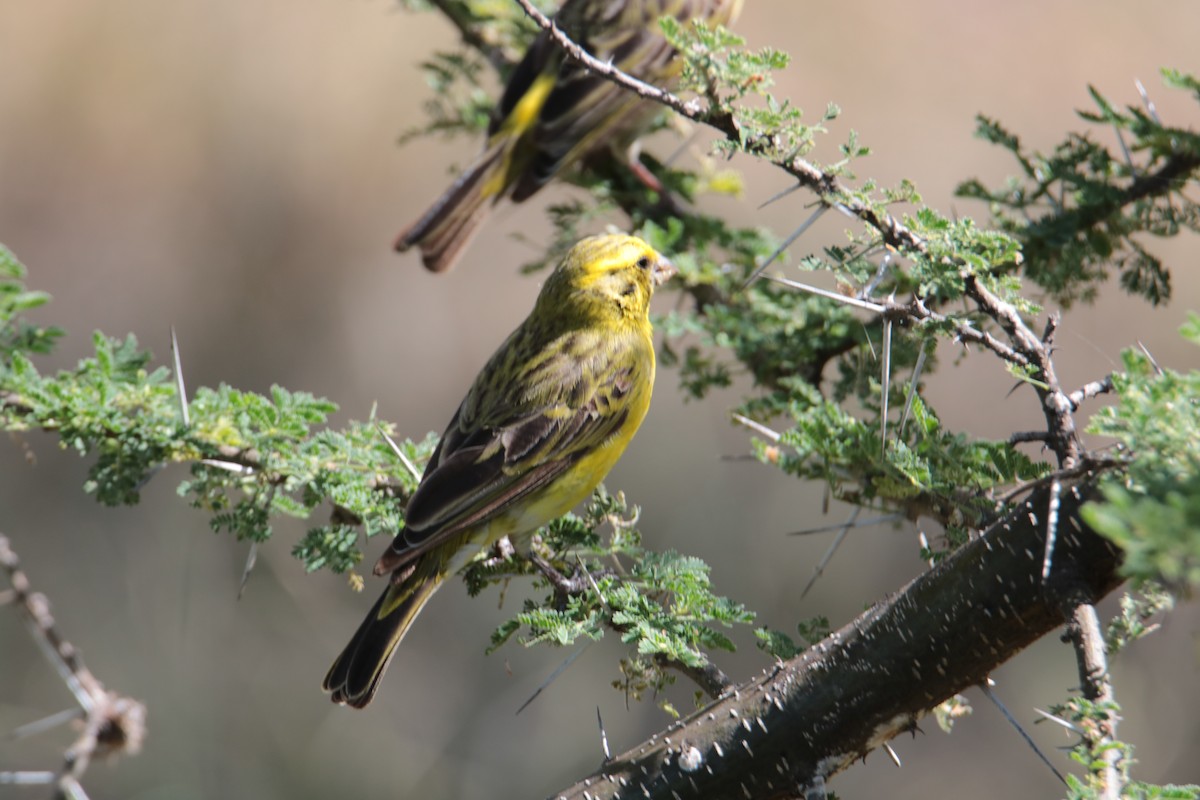 White-bellied Canary - ML640539213