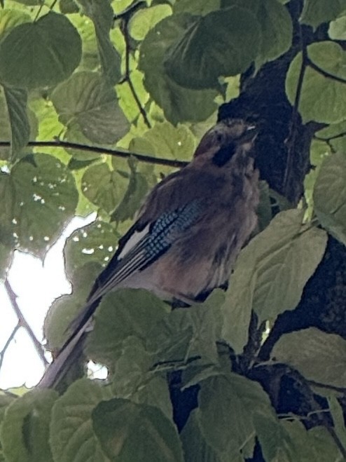 Eurasian Jay - ML640539271