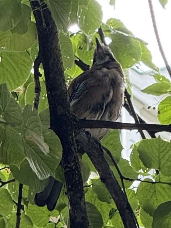 Eurasian Jay - ML640539272