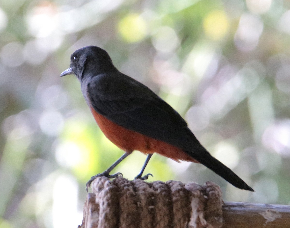 Mocking Cliff-Chat - ML640539310