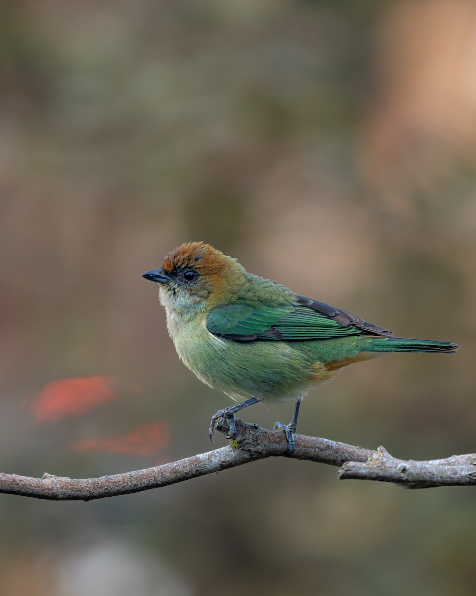 Chestnut-backed Tanager - ML640539377