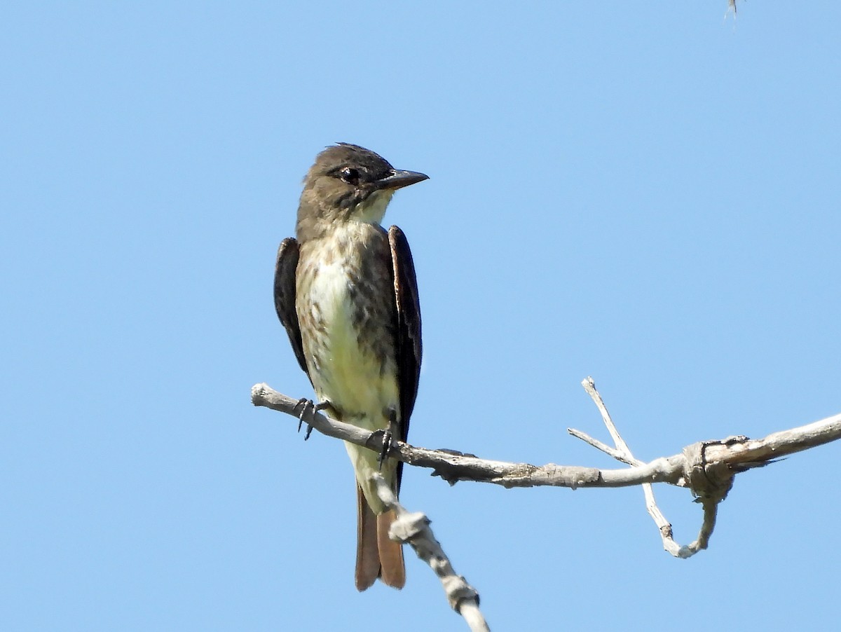 tyranovec severský - ML640539386