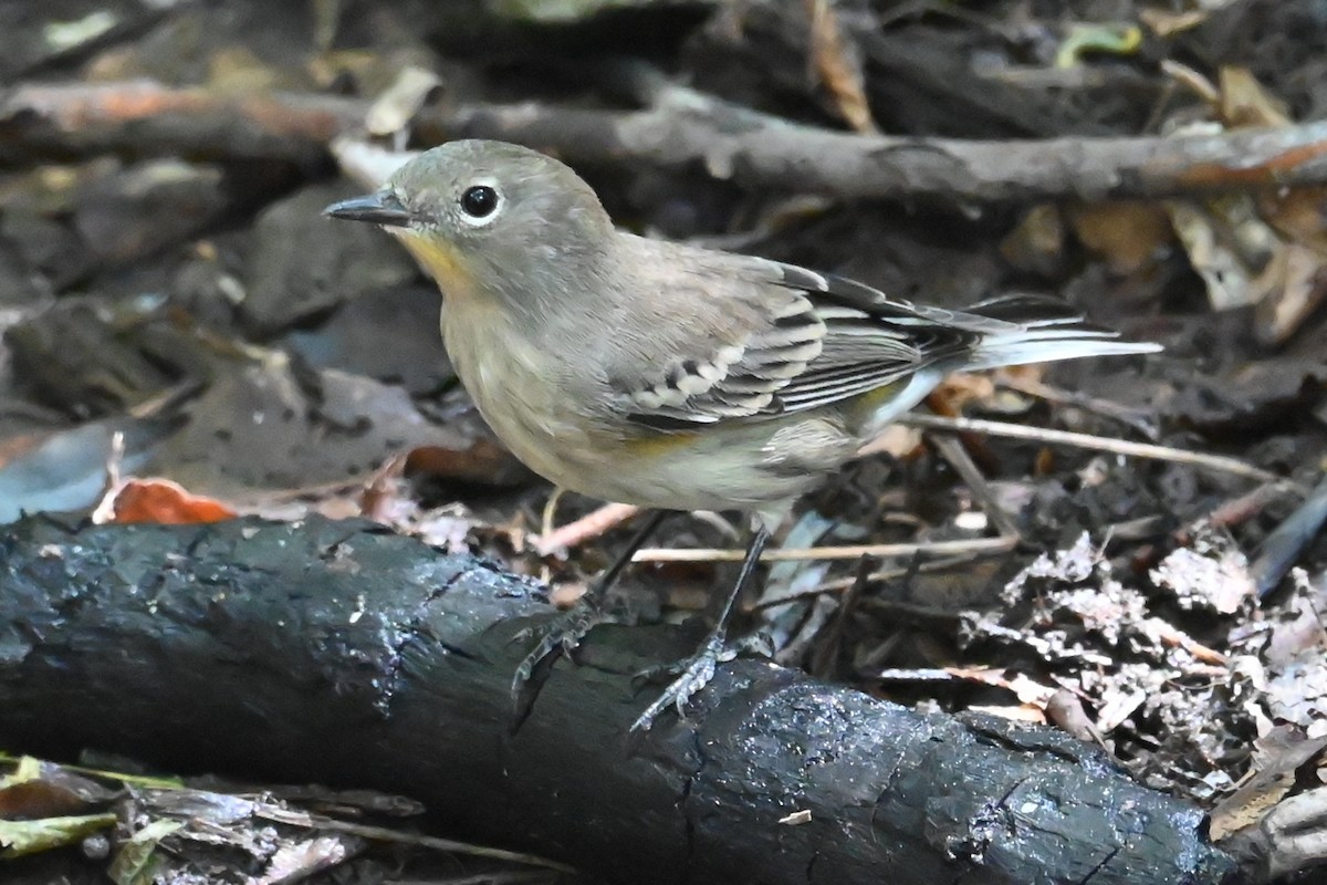 Yellow-rumped Warbler - ML640539397