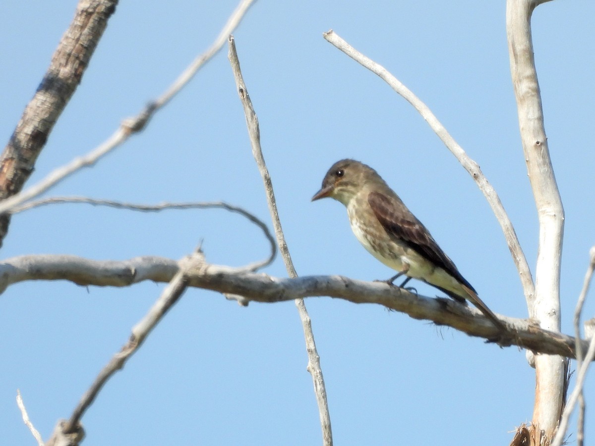 tyranovec severský - ML640539425