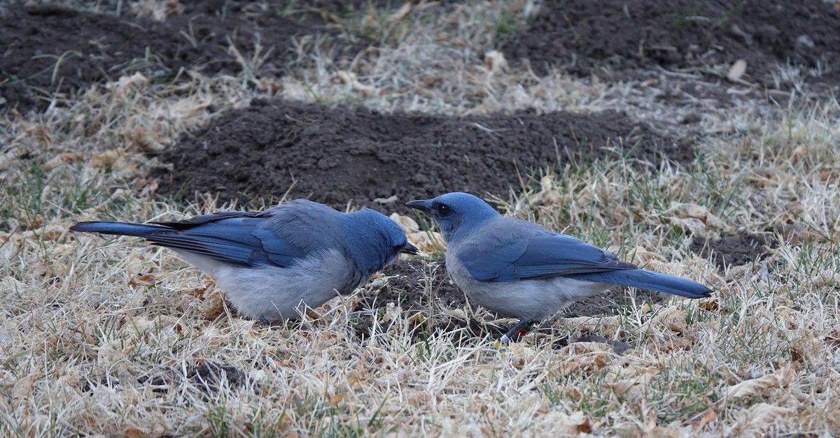 Mexican Jay - ML640539442