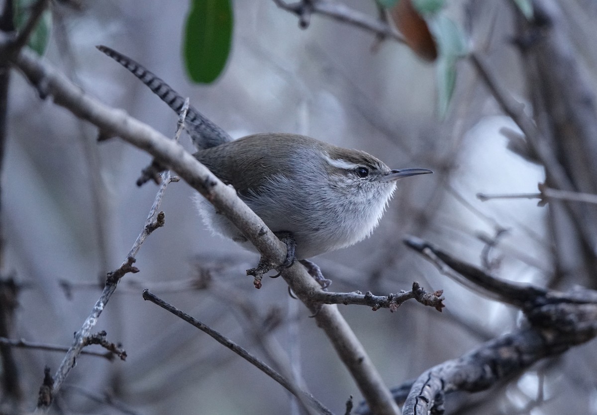 Bewick's Wren - ML640539463