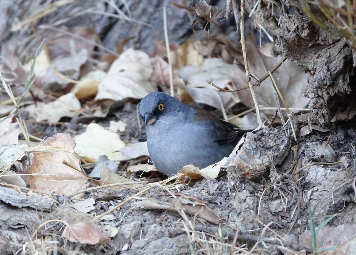 Yellow-eyed Junco - ML640539469