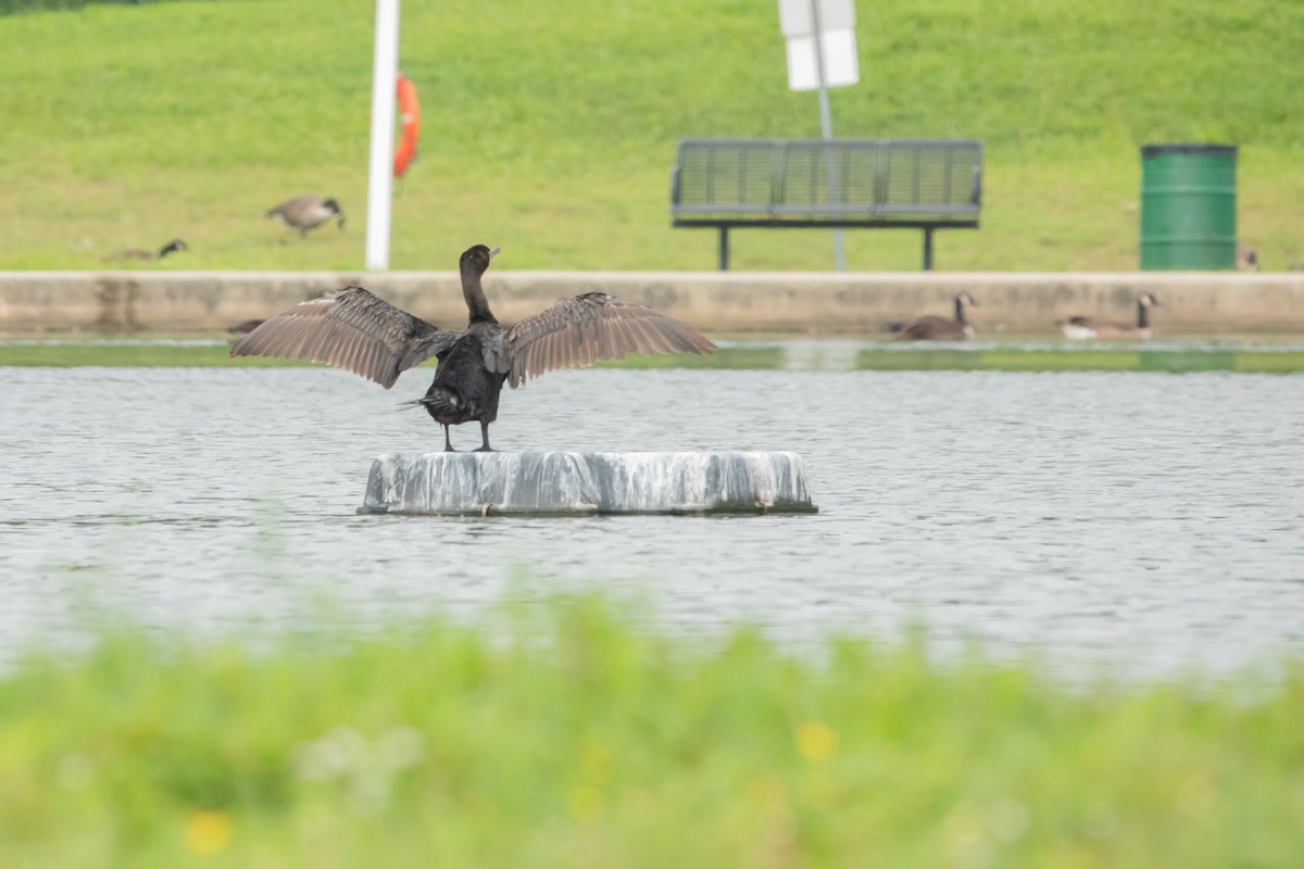 Double-crested Cormorant - ML640539479