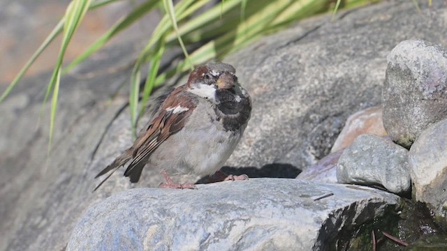 House Sparrow - ML640539552