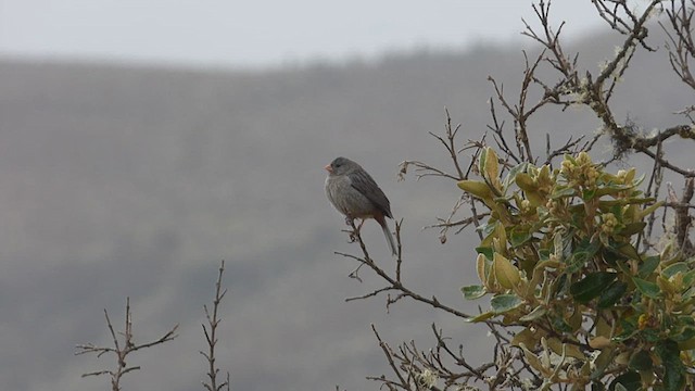 Plain-colored Seedeater - ML640539650