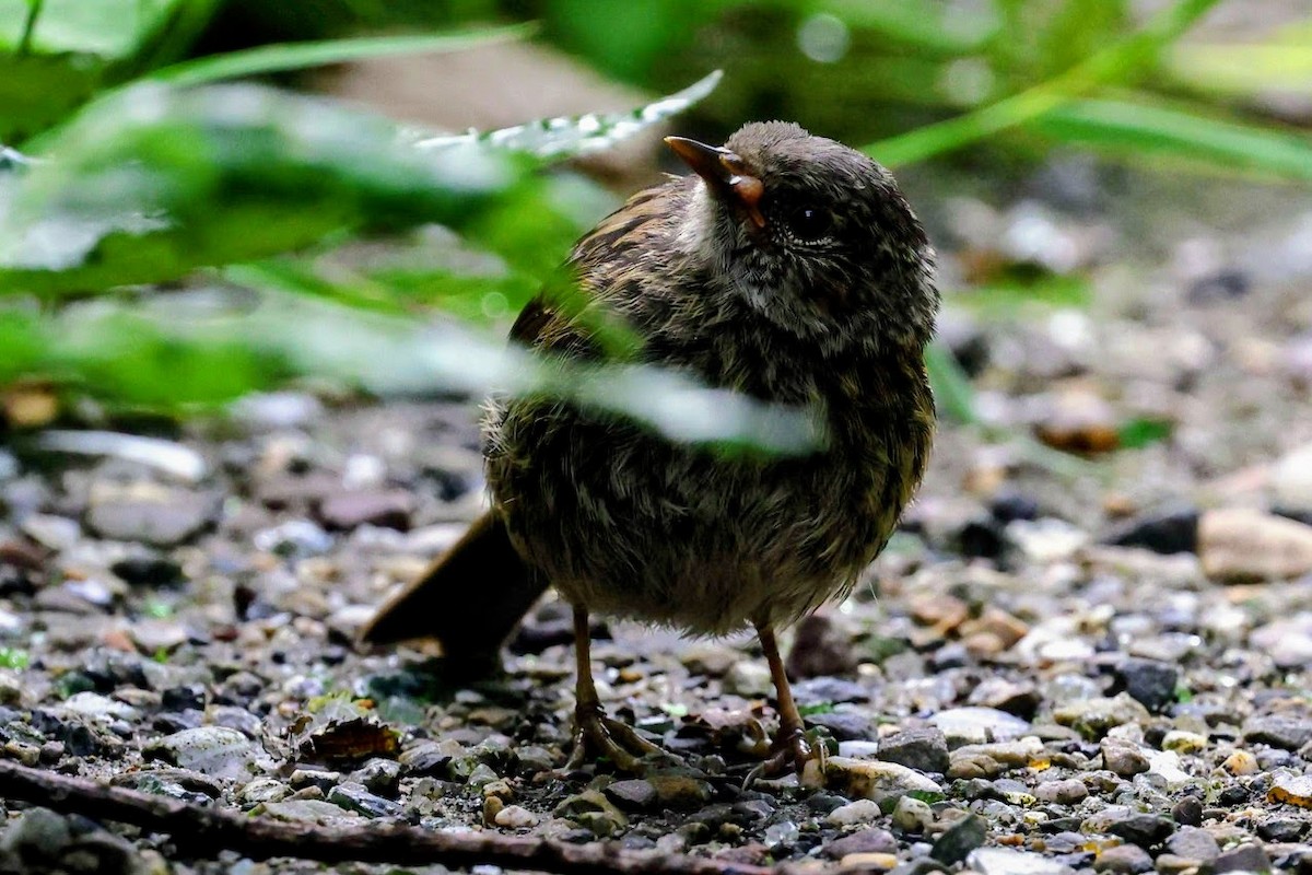 Dunnock - ML640539659