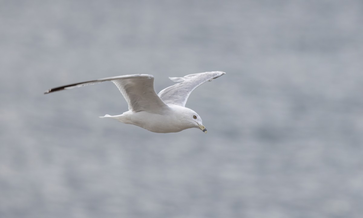 Ring-billed Gull - ML640539708