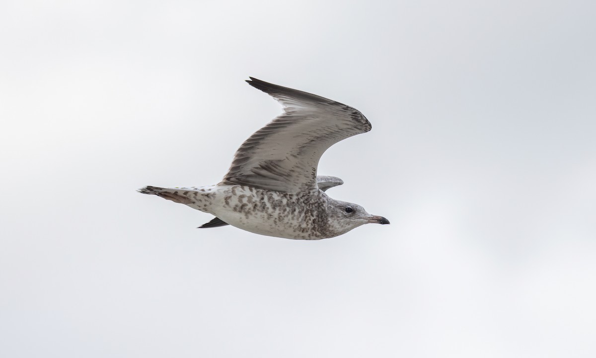 Ring-billed Gull - ML640539709