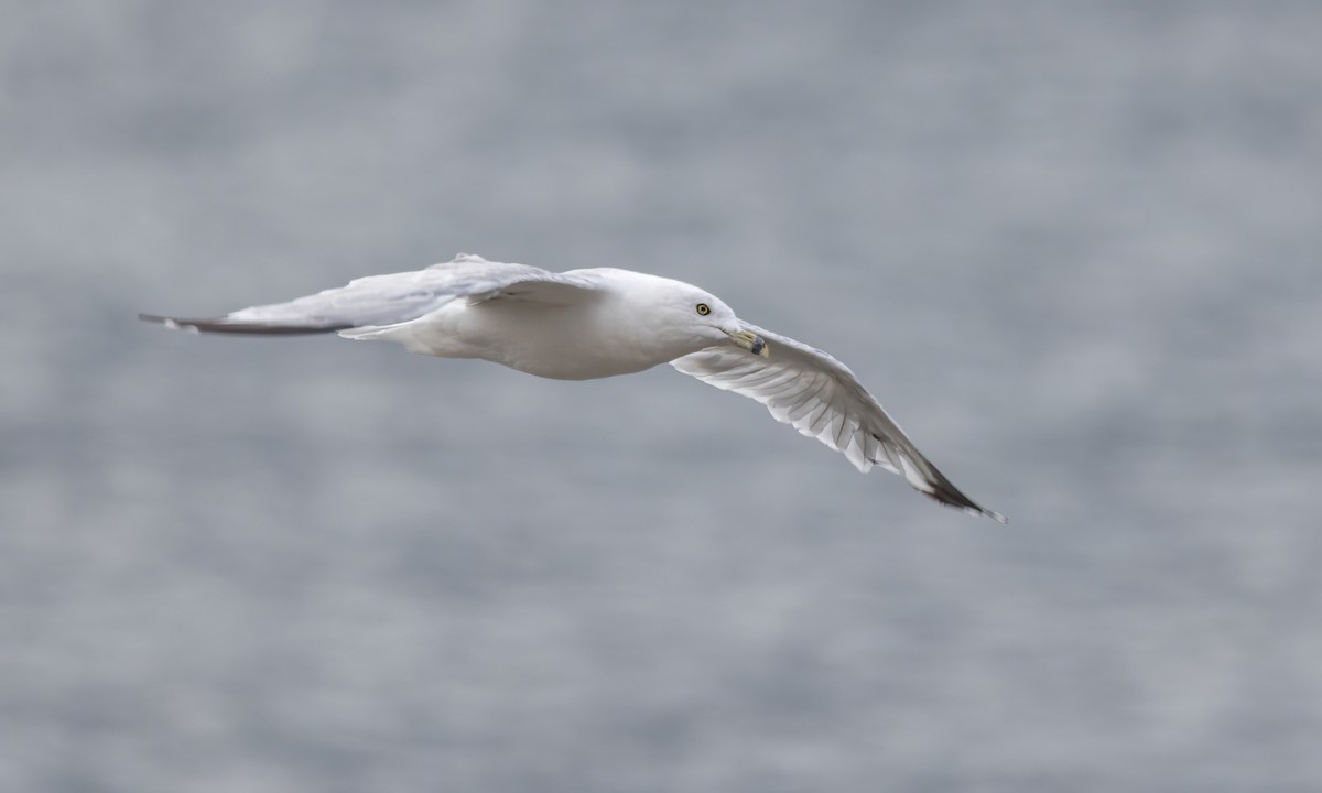 Ring-billed Gull - ML640539710