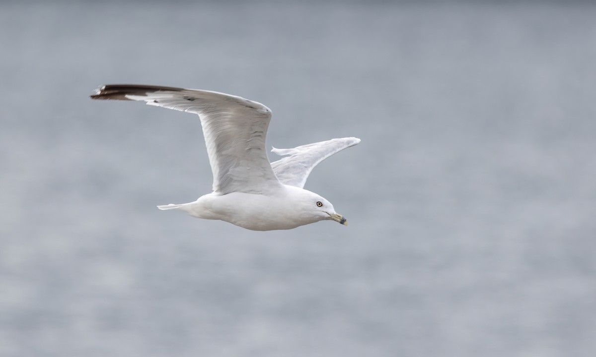 Ring-billed Gull - ML640539711