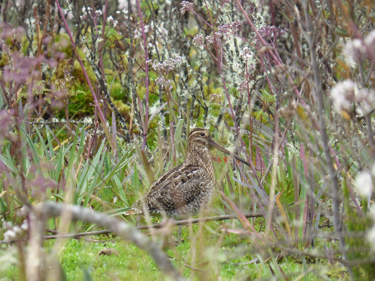 Noble Snipe - ML640539750