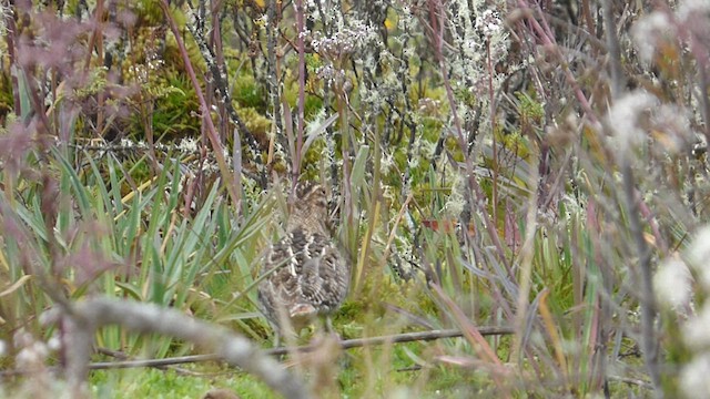 Noble Snipe - ML640539754