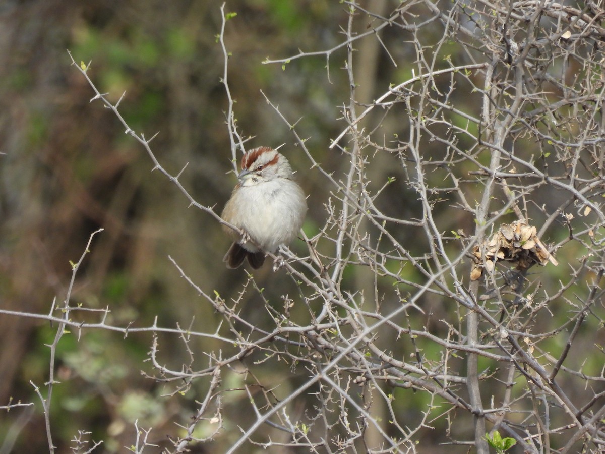 Chaco Sparrow - ML640539857