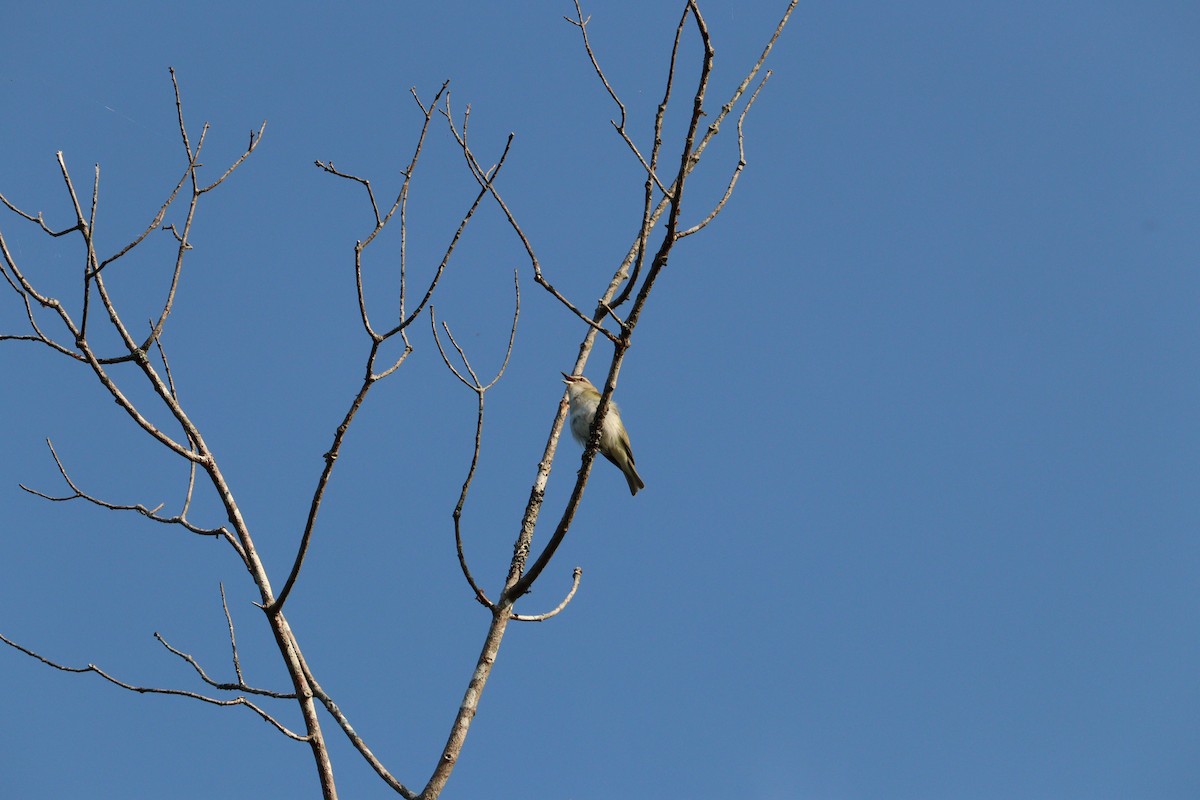 Red-eyed Vireo - ML640539933