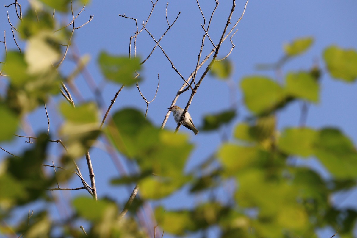 Red-eyed Vireo - ML640539934