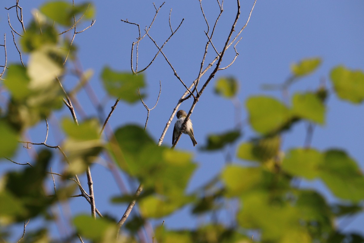 Red-eyed Vireo - ML640539935