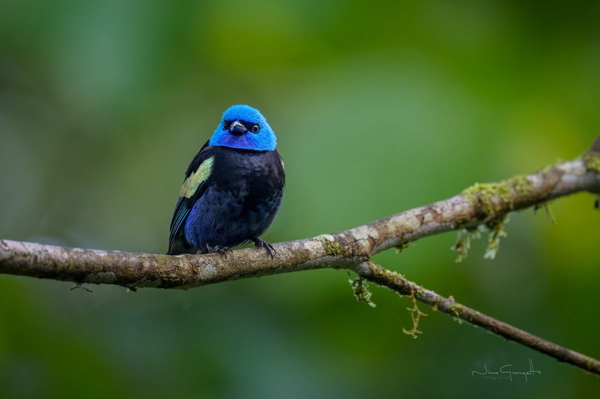 Blue-necked Tanager - ML640540007