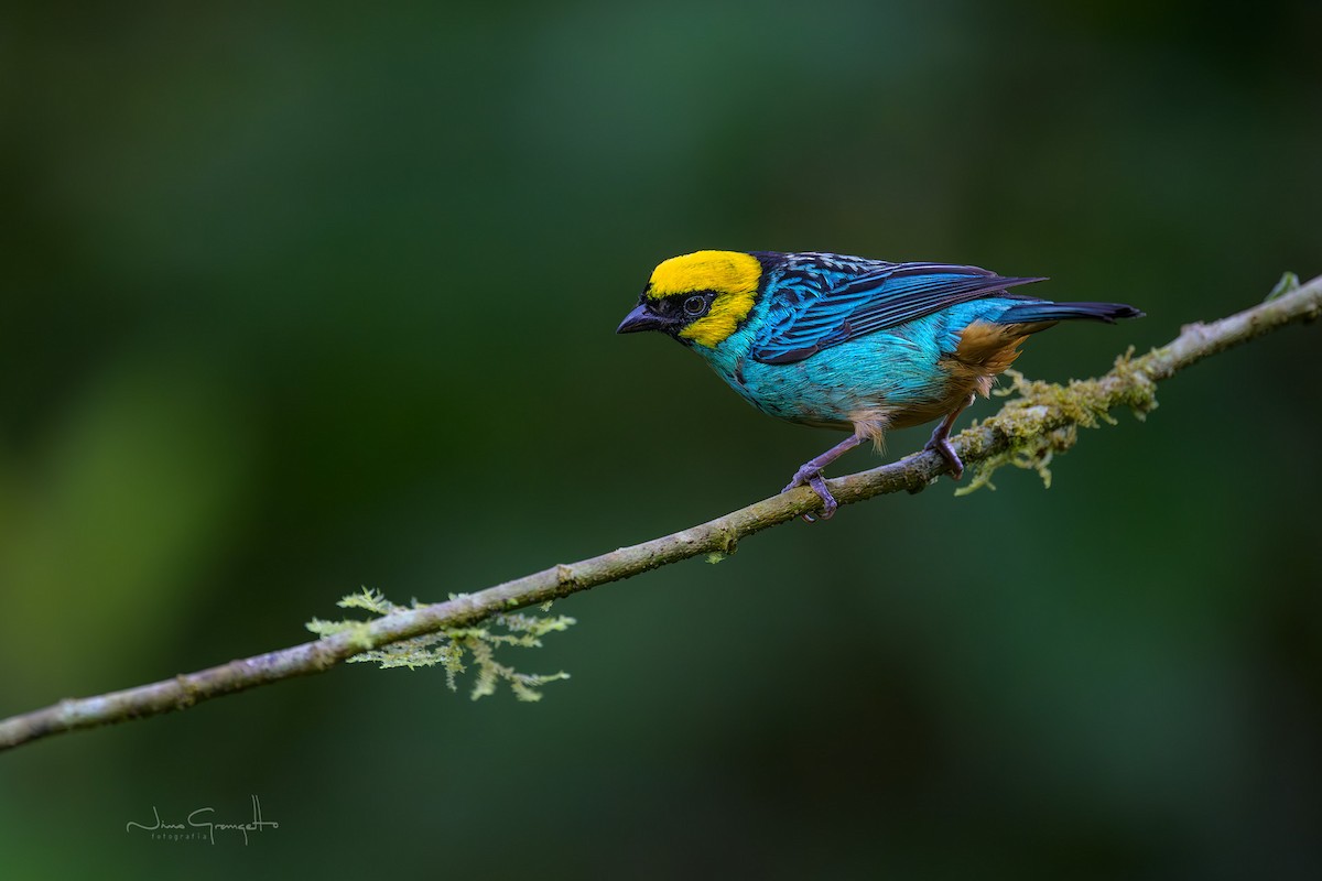 Saffron-crowned Tanager - ML640540015