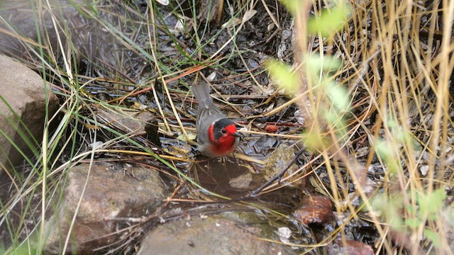 Red-faced Warbler - ML640540020