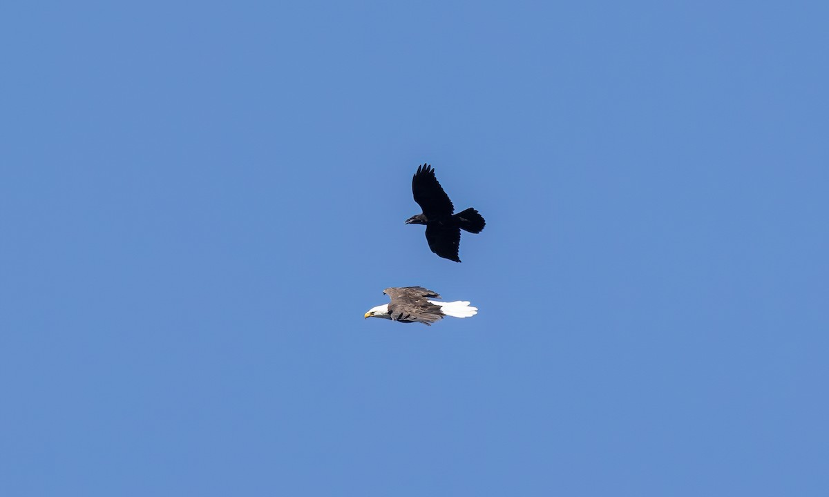 Bald Eagle - ML640540038