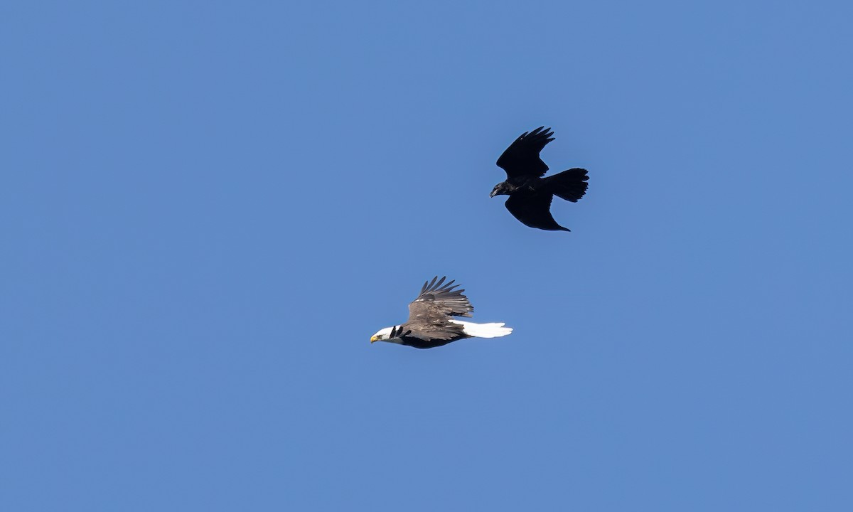 Bald Eagle - ML640540039