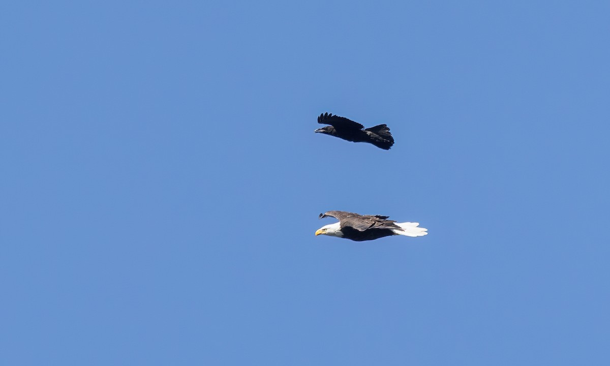 Bald Eagle - ML640540040