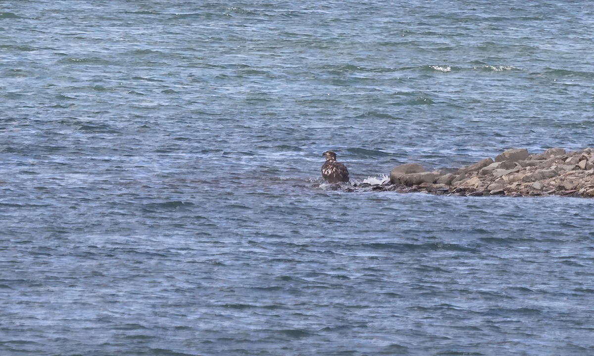 Bald Eagle - ML640540041