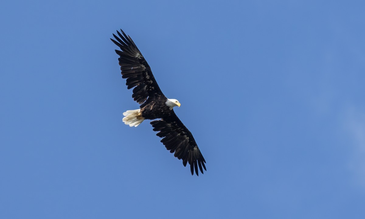Bald Eagle - ML640540042
