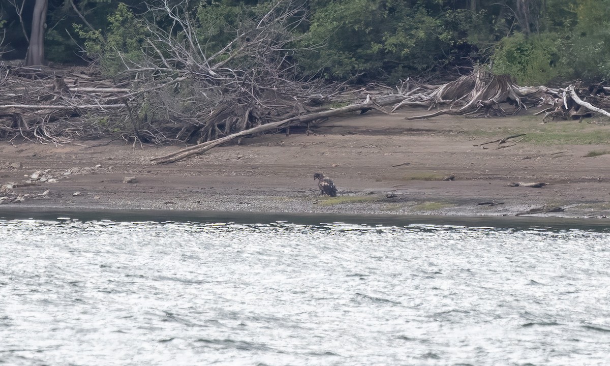 Bald Eagle - ML640540043