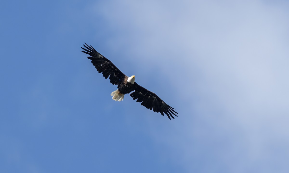 Bald Eagle - ML640540044
