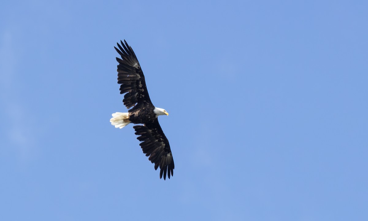 Bald Eagle - ML640540045