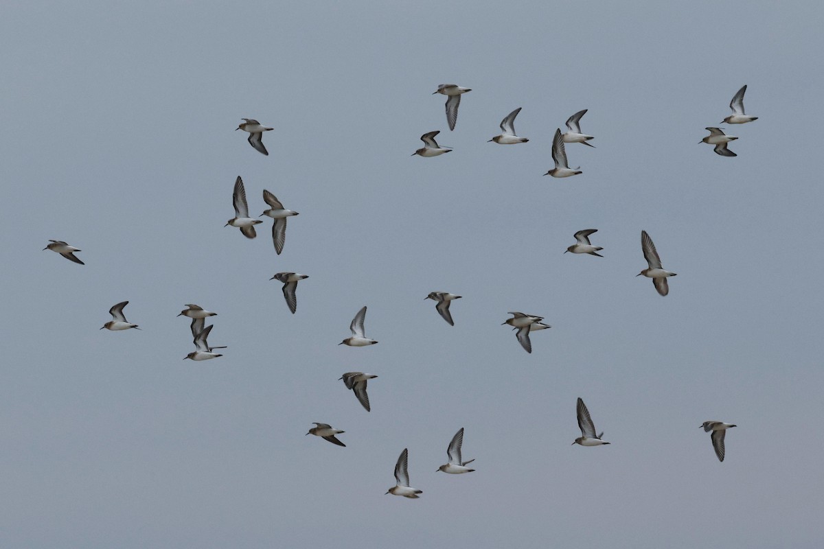 Wiesenstrandläufer - ML640540083