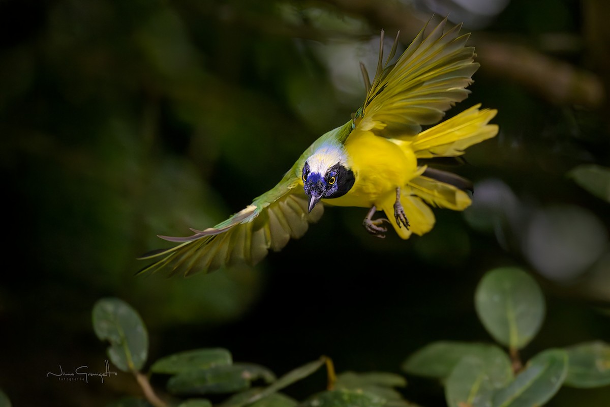 Green Jay - ML640540101