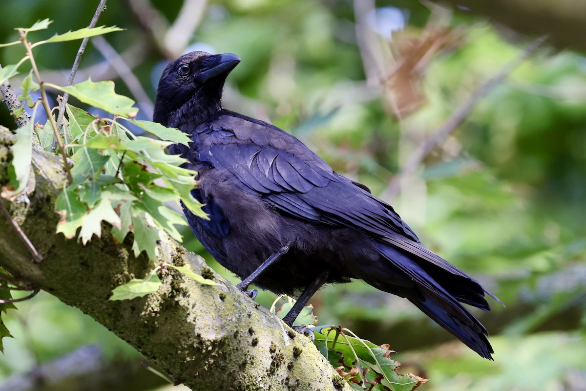Carrion Crow - ML640540102