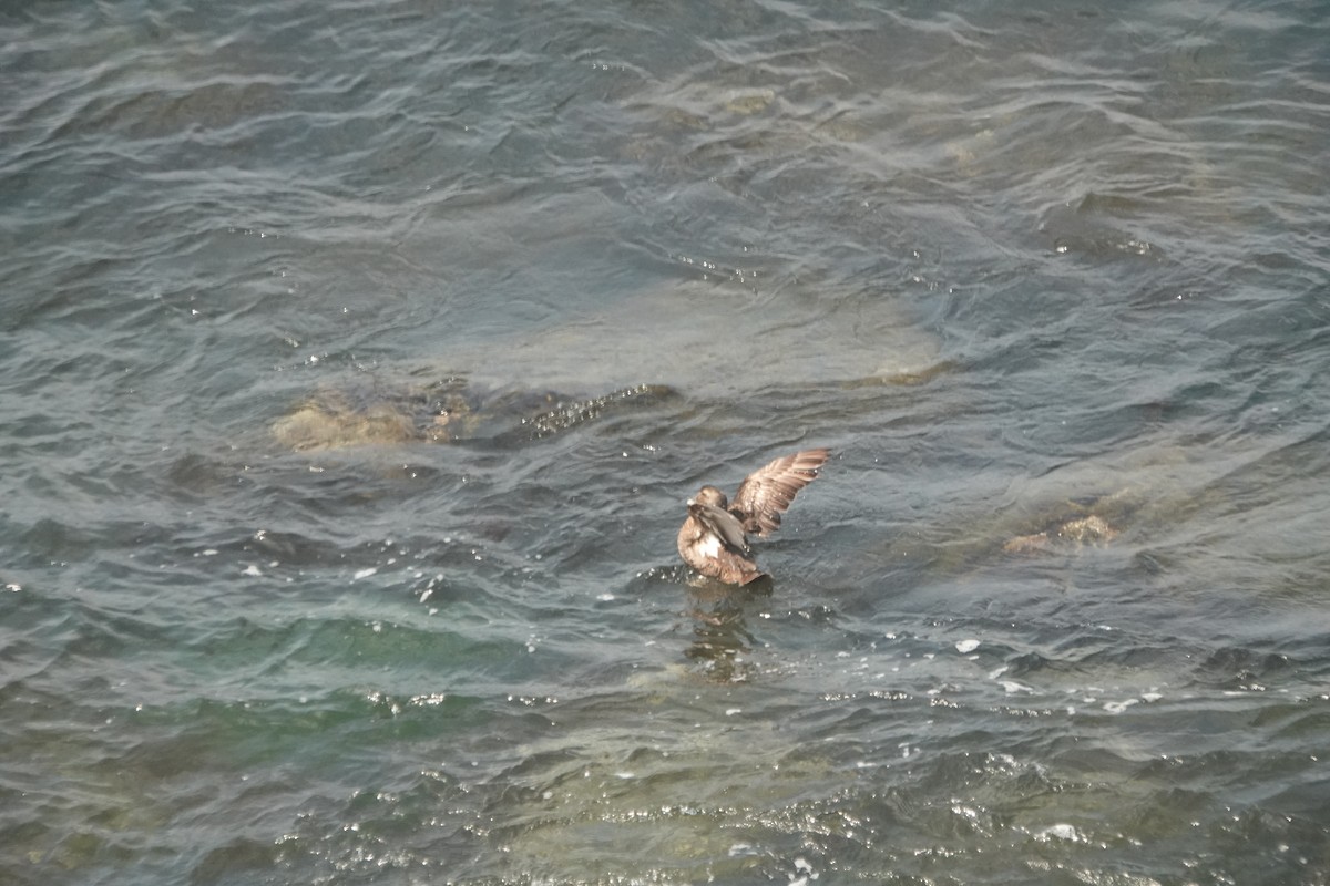 Common Eider - ML640540154