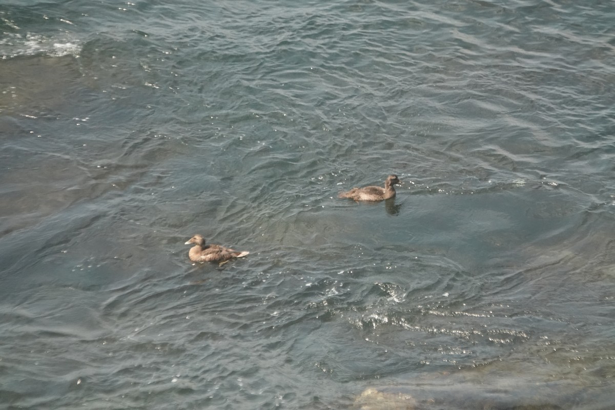Common Eider - ML640540156
