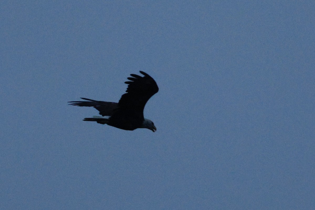Weißkopf-Seeadler - ML640540190