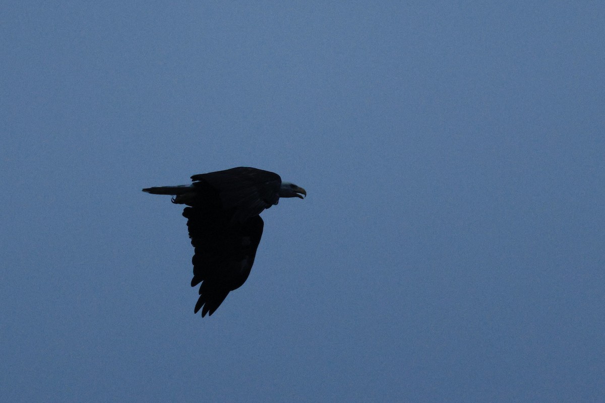 Weißkopf-Seeadler - ML640540191